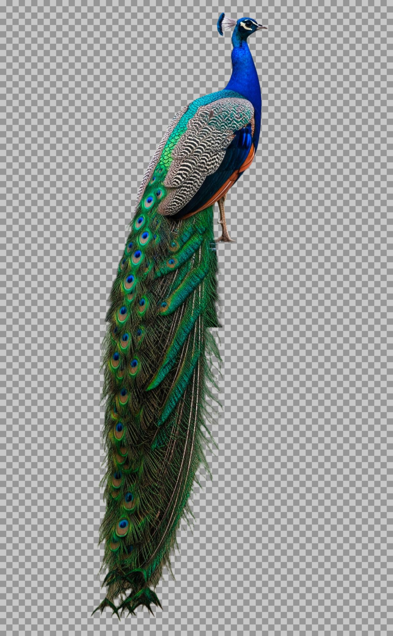 Majestic Peacock with Long Feathers PNG