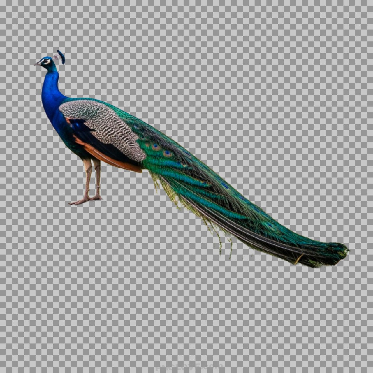 Standing Peacock Bird Transparent PNG Image