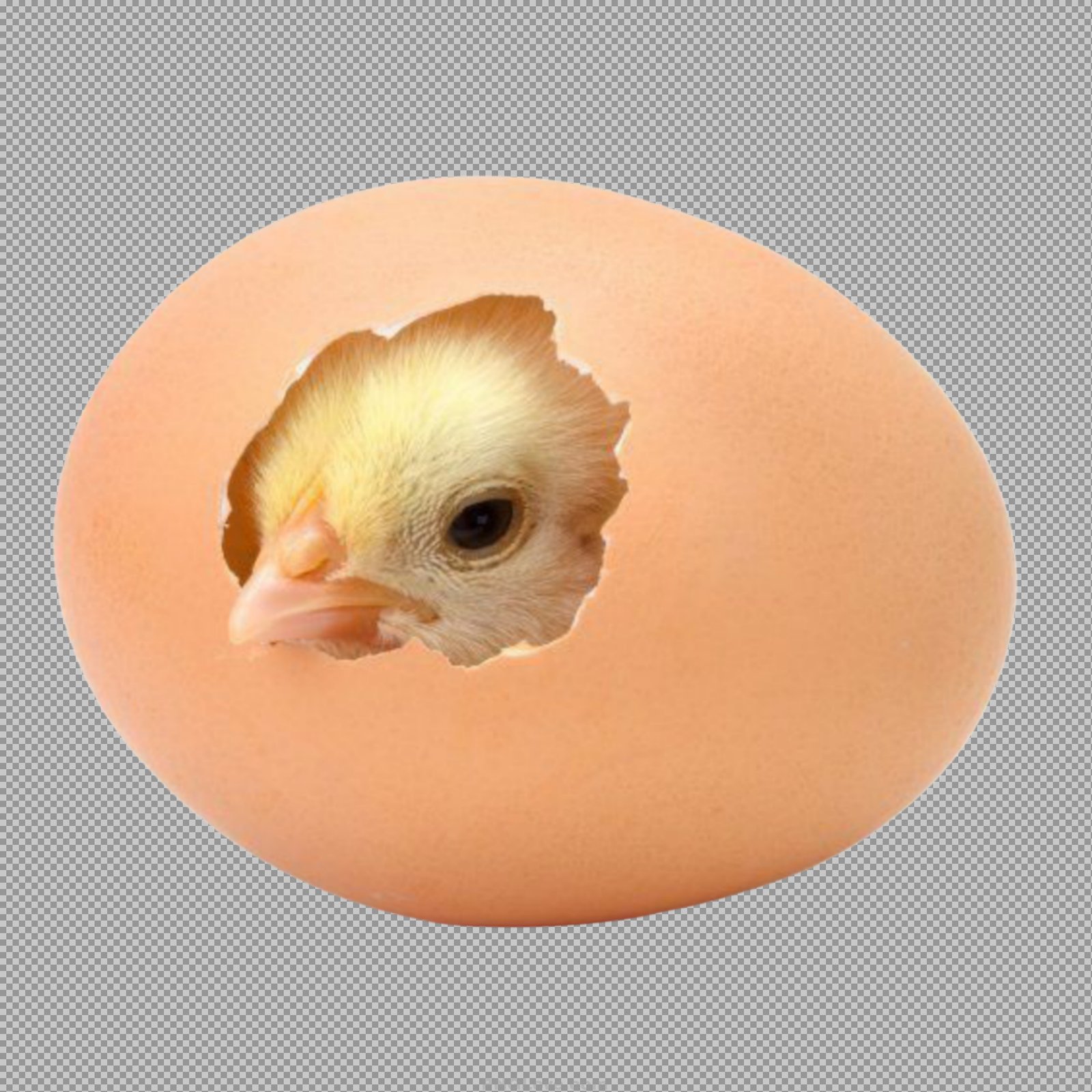 Adorable Baby Chick Hatching from Egg PNG with Transparent Background