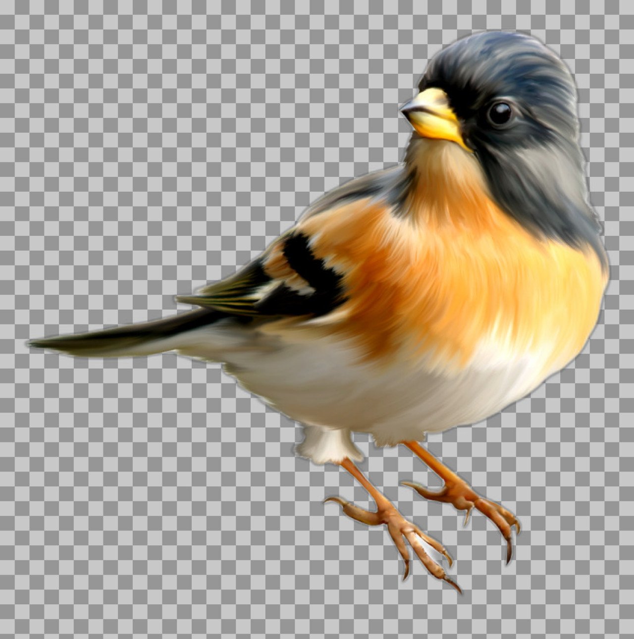 Brambling Bird Illustration | Royalty-Free PNG Clip Art
