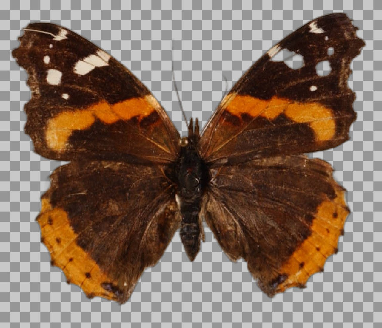 Red Admiral Butterfly PNG Image | Vanessa atalanta Specimen...