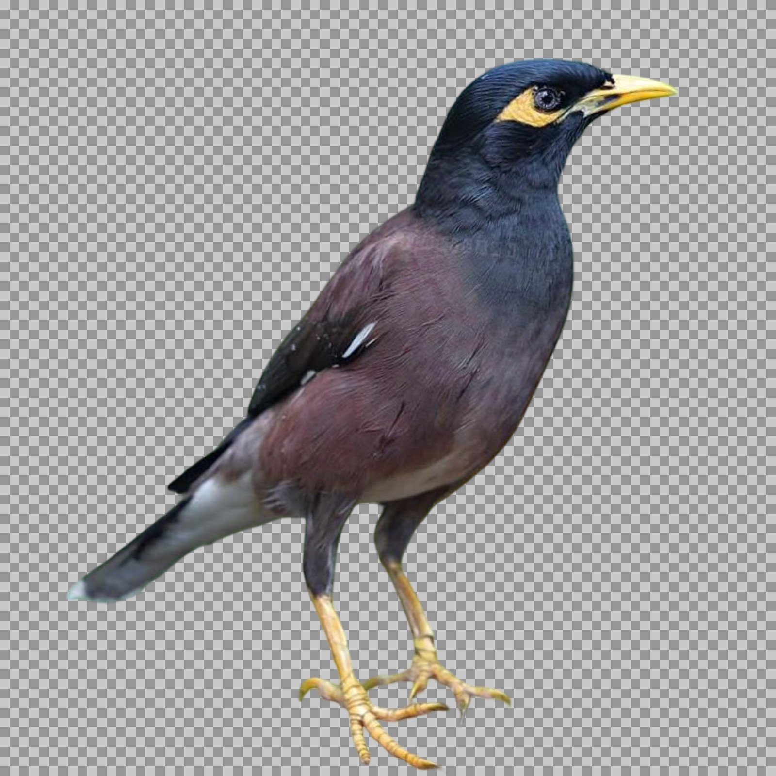Download Common Myna Bird PNG | High-Quality Transparent Background