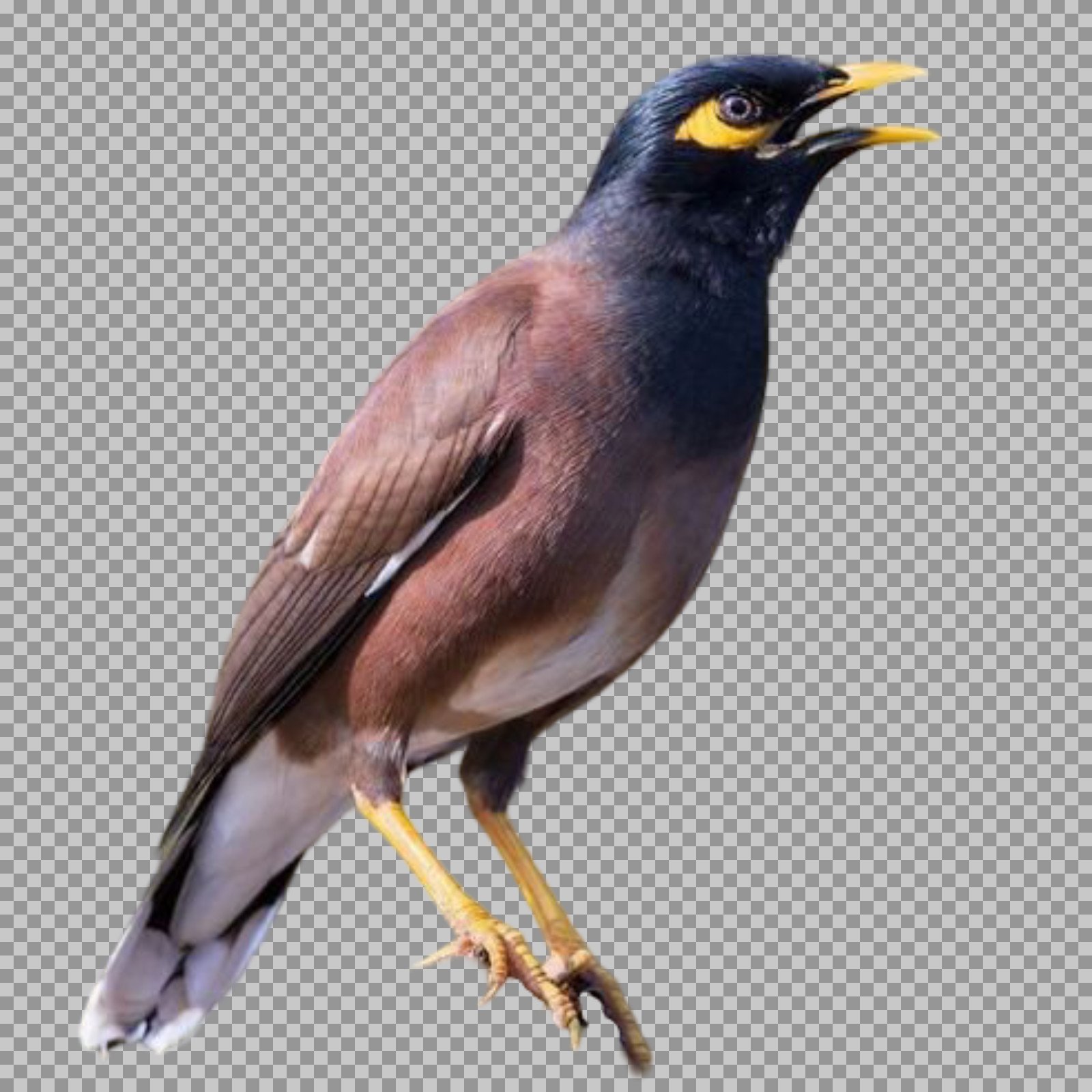 Singing Common Myna PNG | Transparent Bird Image Download
