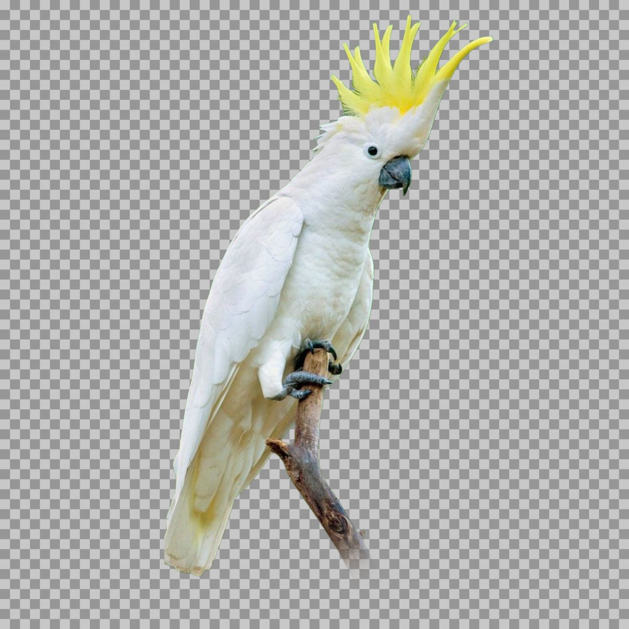 Sulphur-crested Cockatoo PNG | Transparent Background Image
