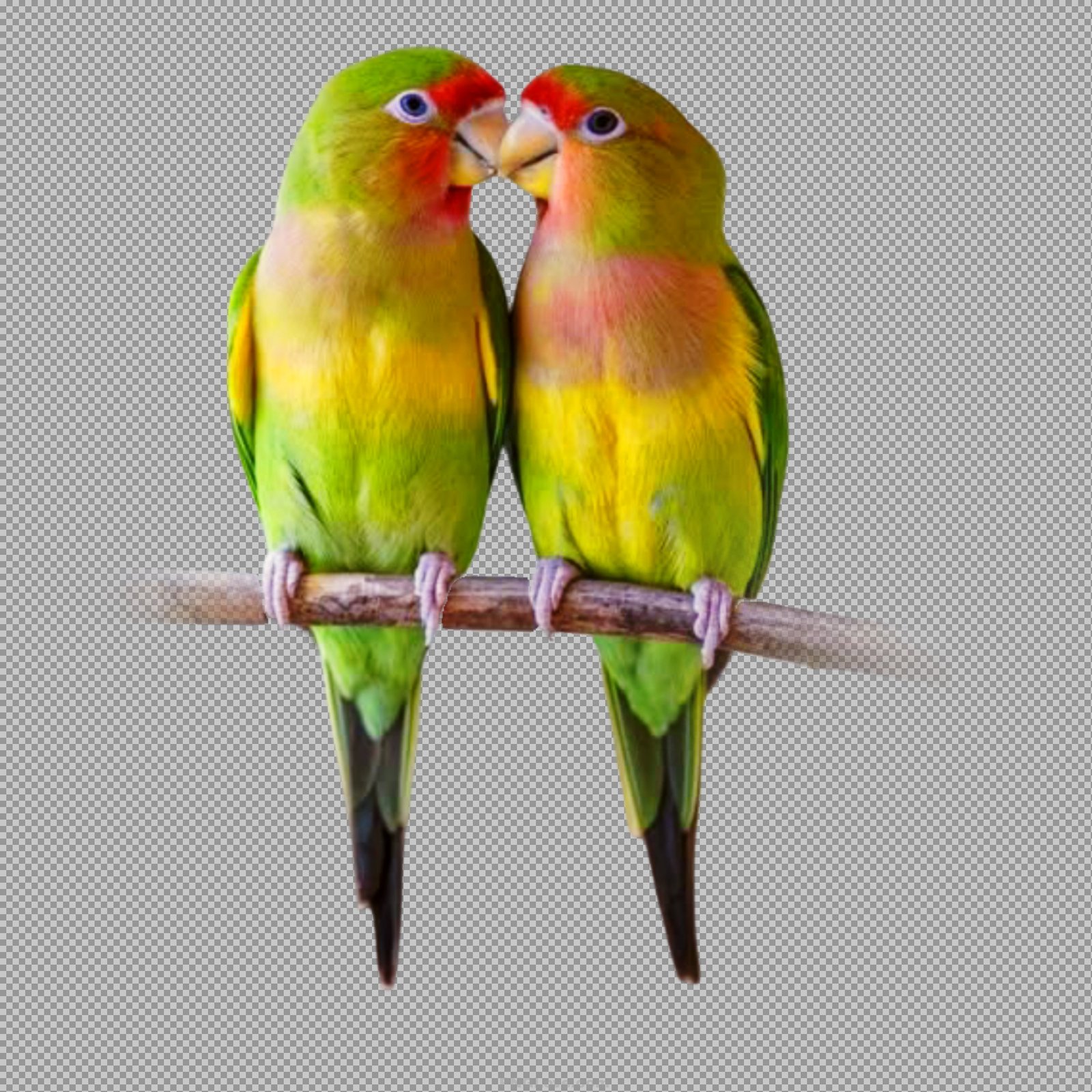 Kissing Lovebirds PNG | Free Transparent Image Download