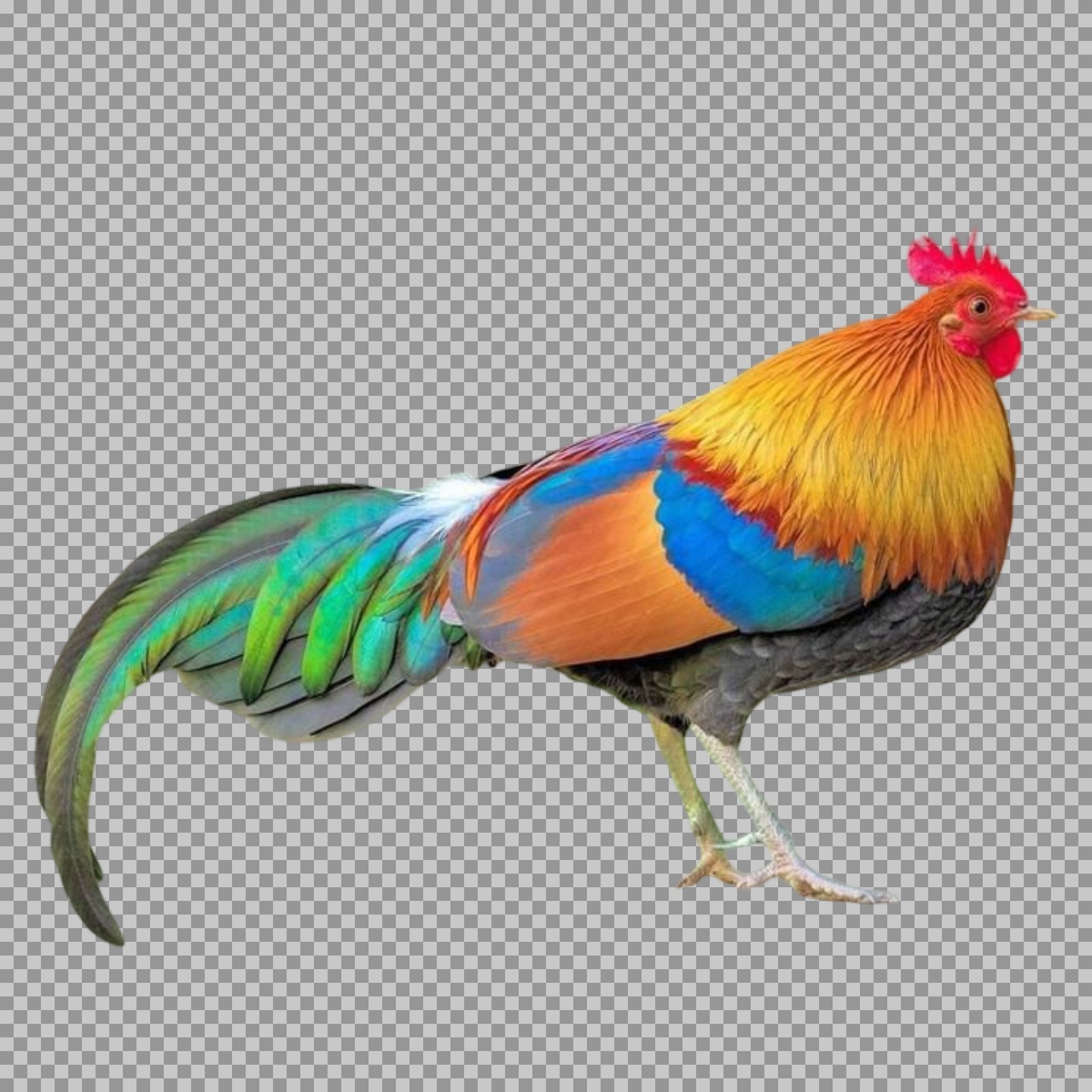 Colorful Red Junglefowl Rooster PNG Image