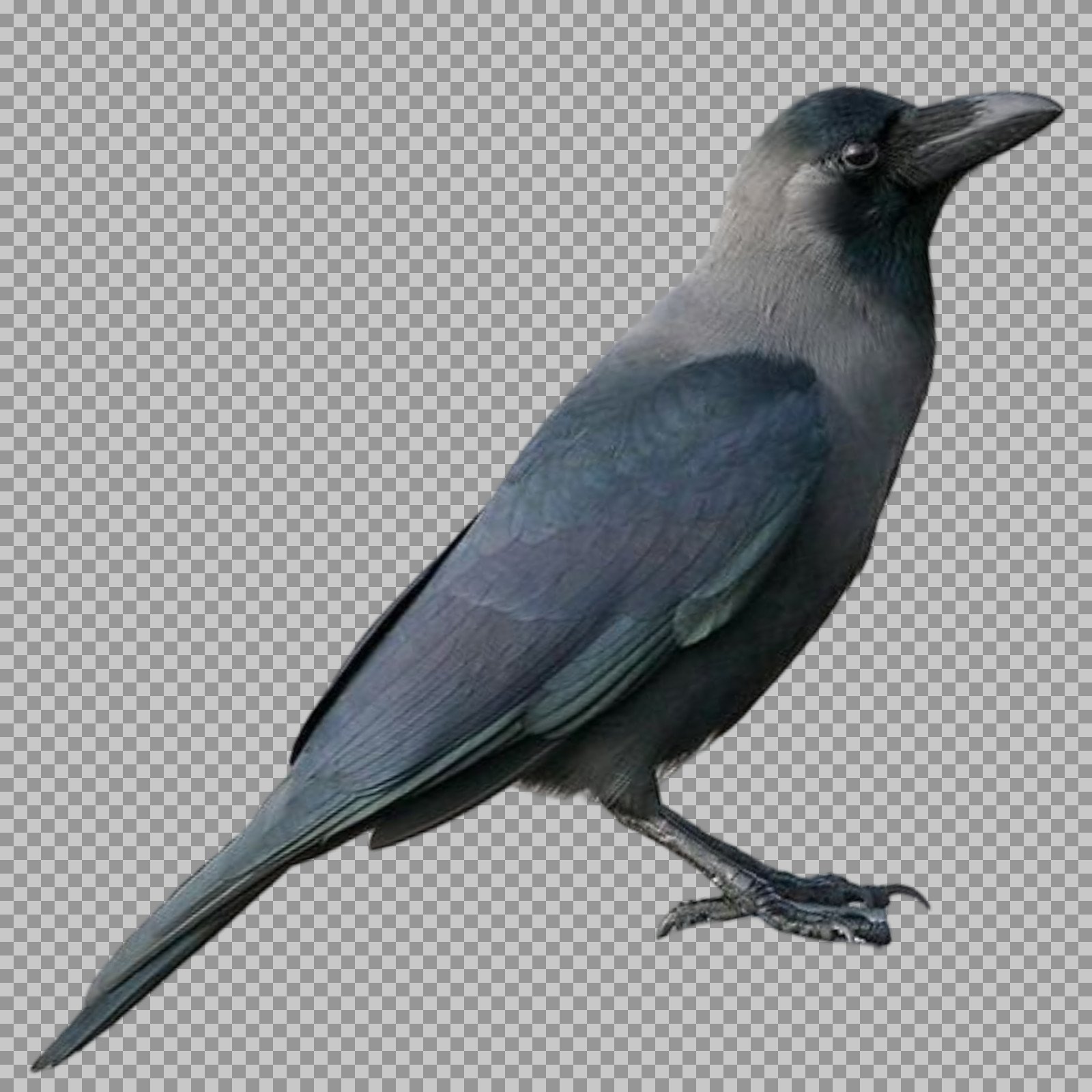 House Crow PNG Image | Free Transparent Download