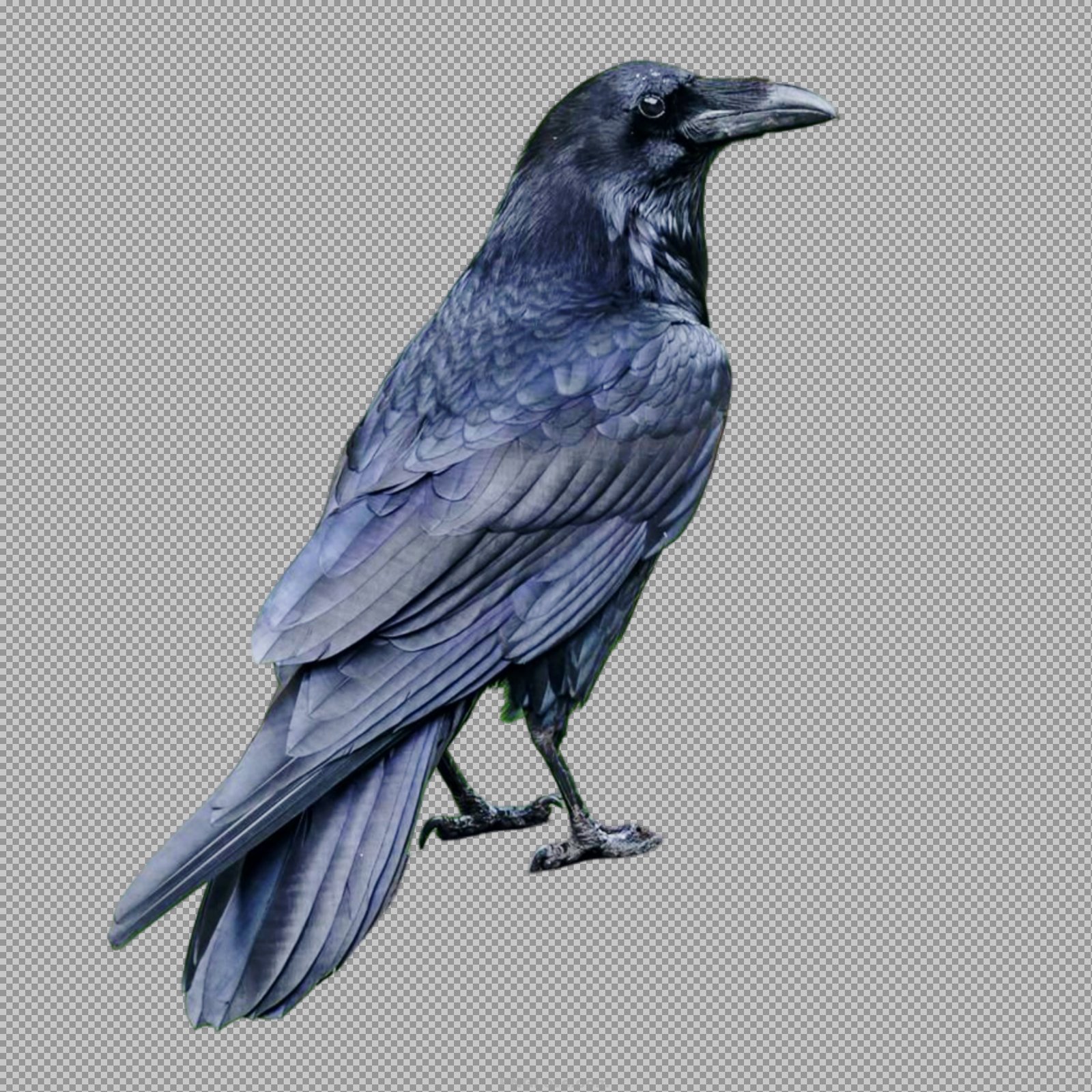 Majestic Raven PNG | HD Free Transparent Image Download...