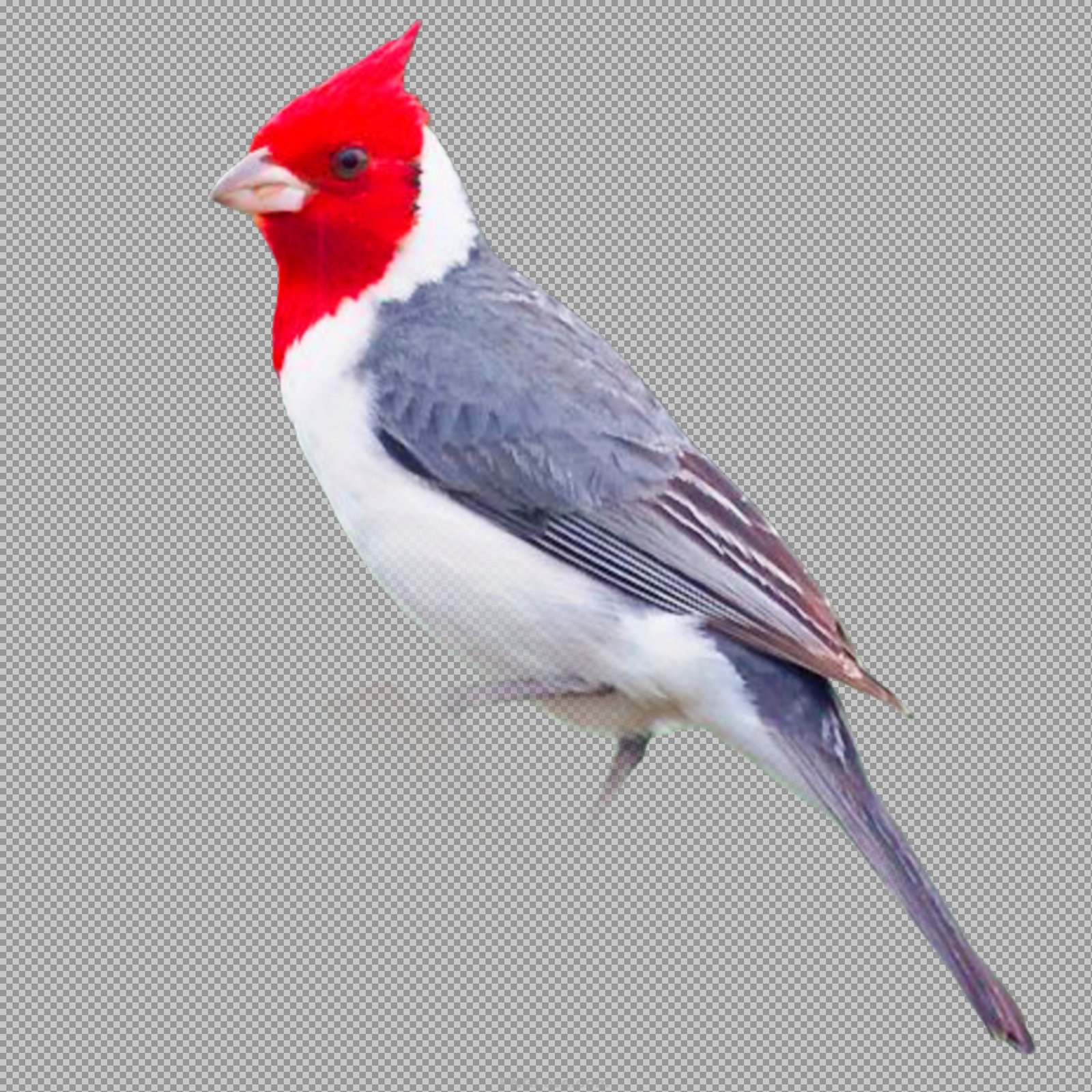 Red-crested Cardinal Bird PNG Image free download...
