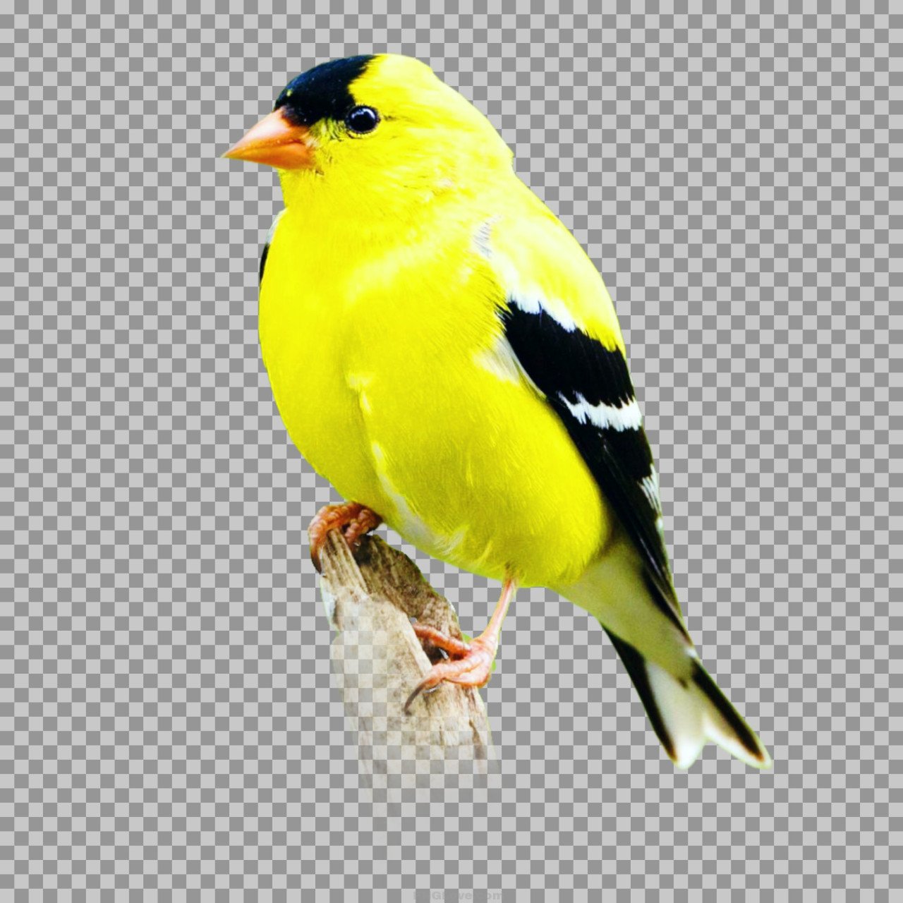 American Goldfinch PNG | High-Quality Transparent Bird Image...