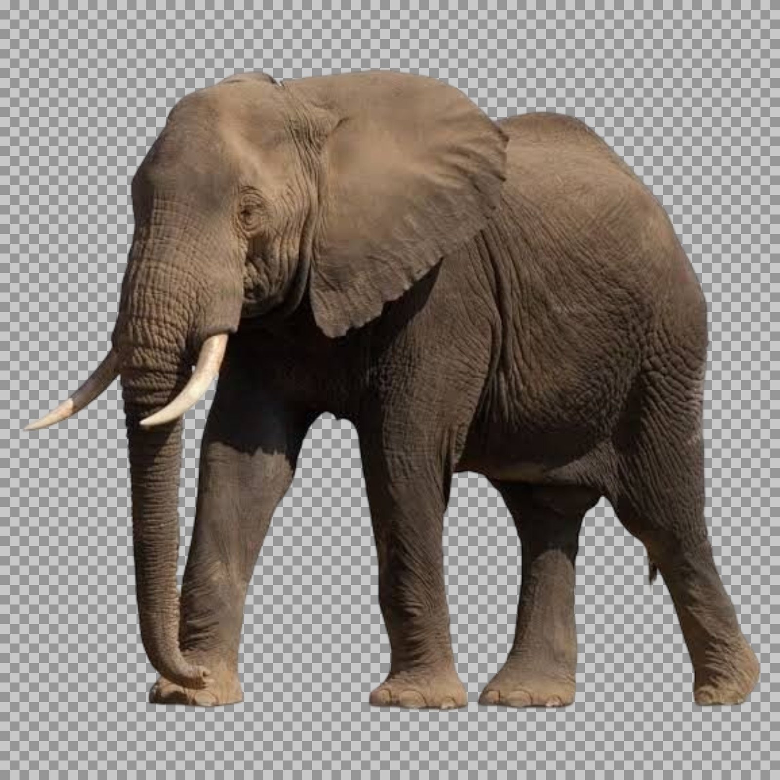 Realistic African Elephant PNG | Transparent Background...