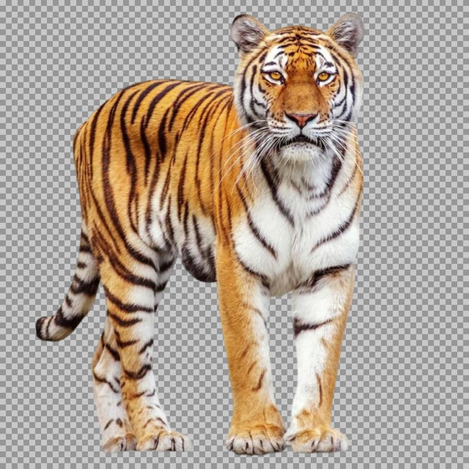 Full Body Tiger PNG transparent image download free...