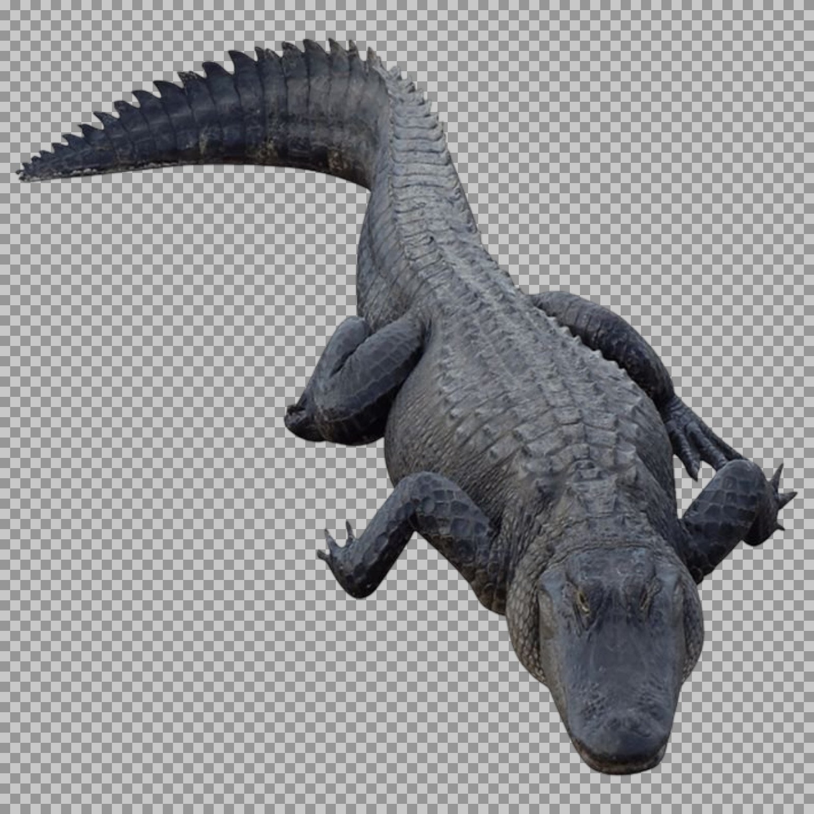 Alligator PNG from Above | Transparent Background...
