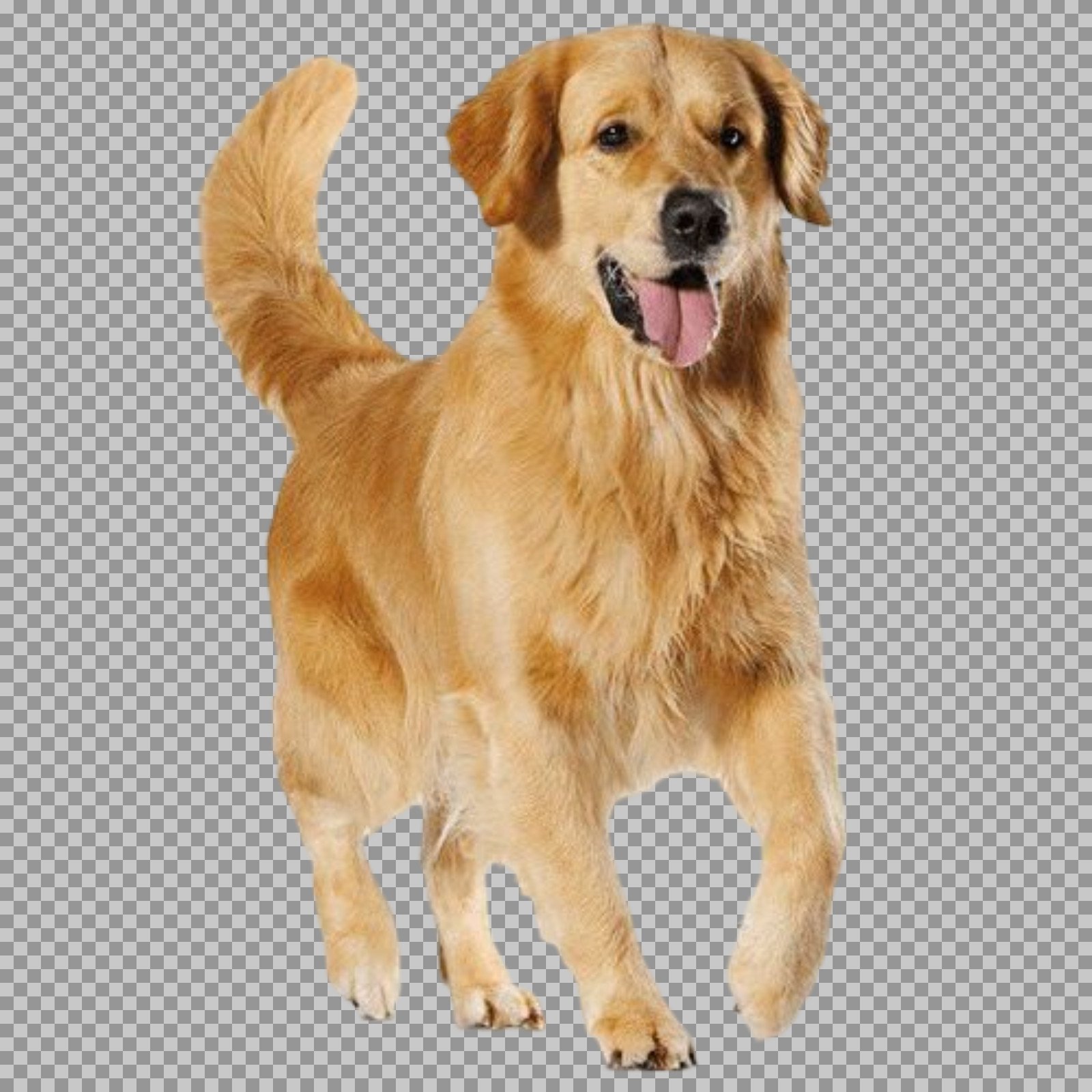 Happy Golden Retriever PNG transparent image...