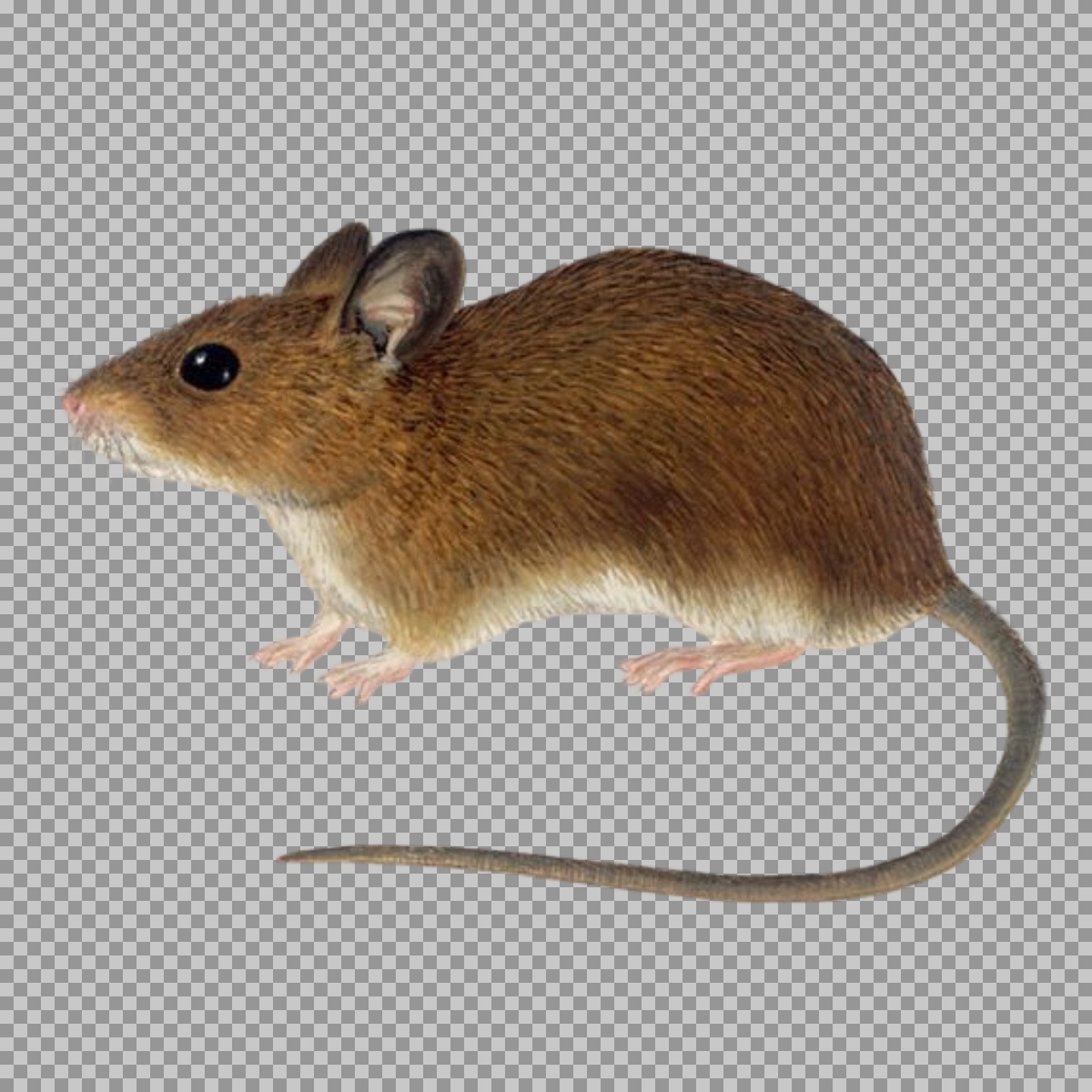 Brown Mouse PNG | Realistic Rodent with Transparent Background...