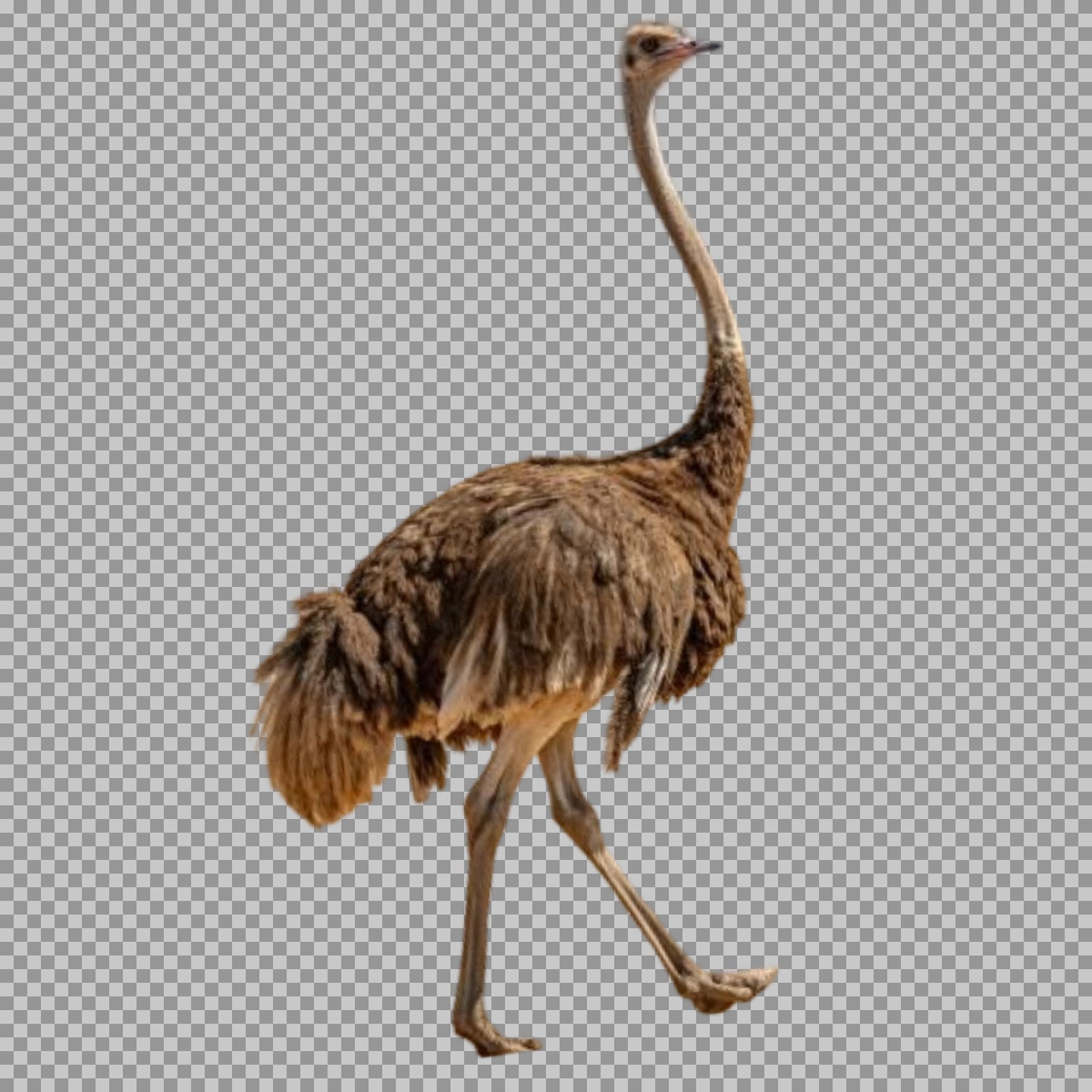 Walking Ostrich PNG | Transparent Flightless Bird Image...