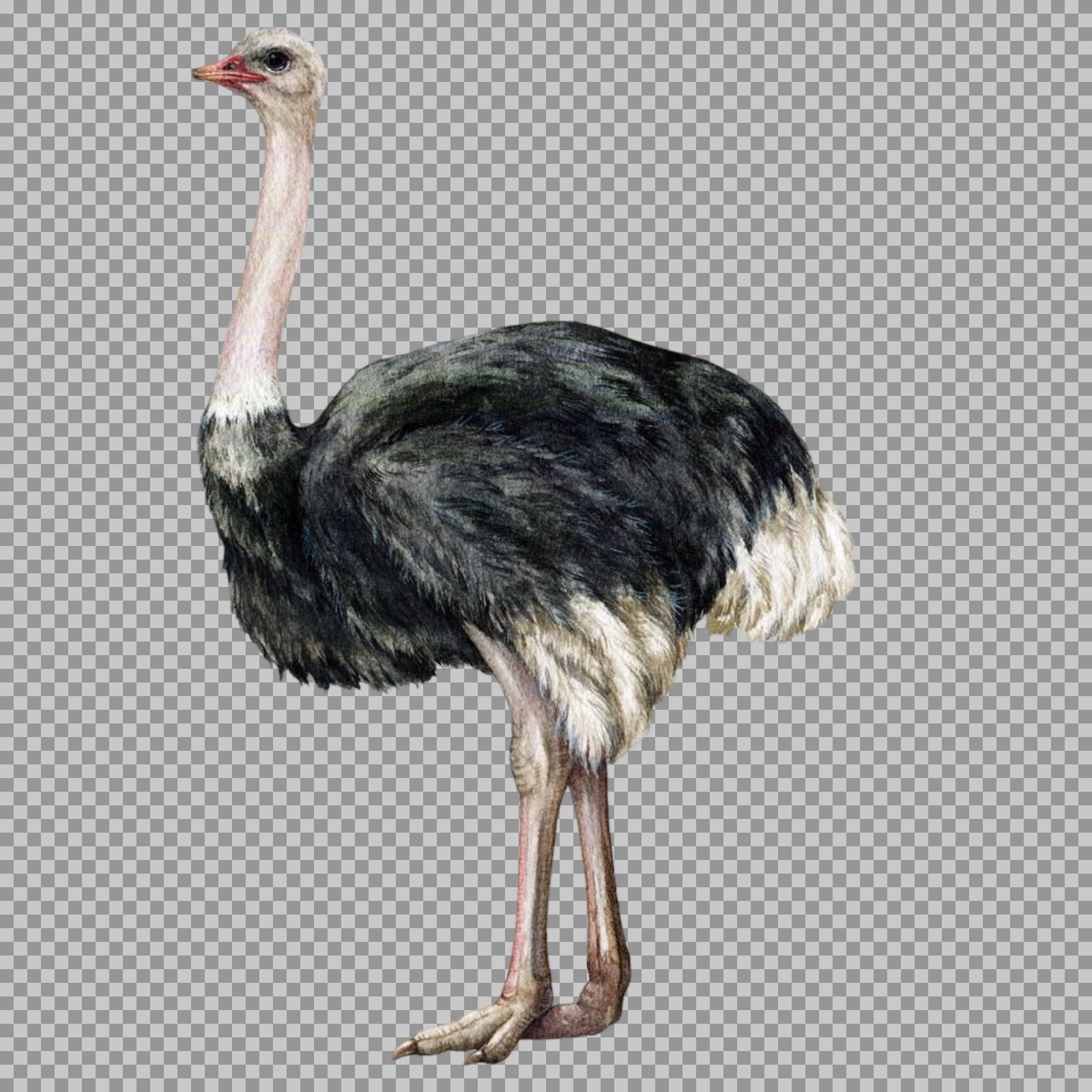 Male Ostrich Illustration PNG | Vintage Bird Cutout...