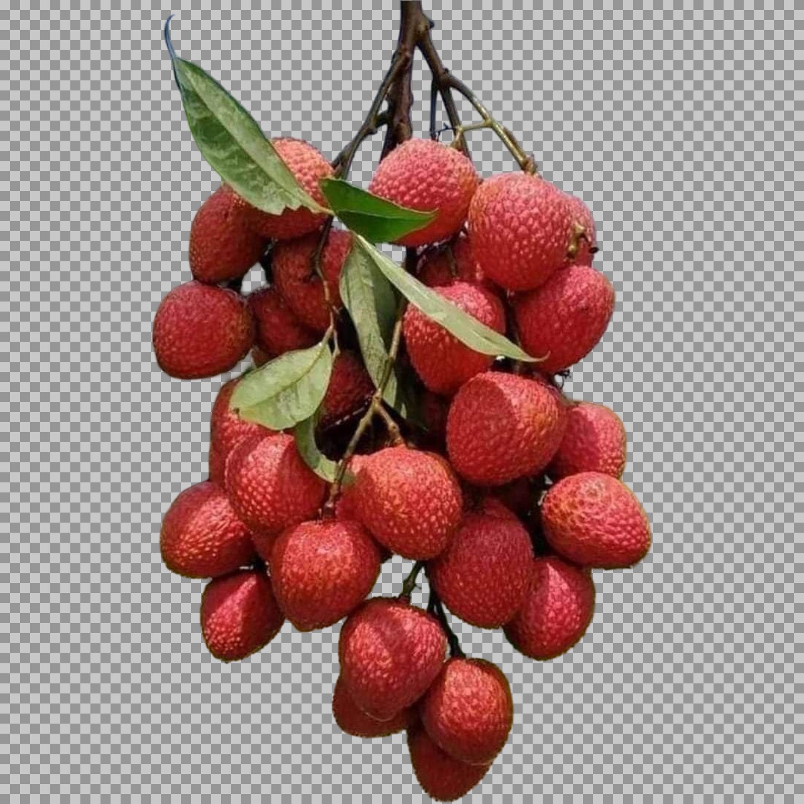 Large Bunch of Fresh Lychees on Branch PNG
