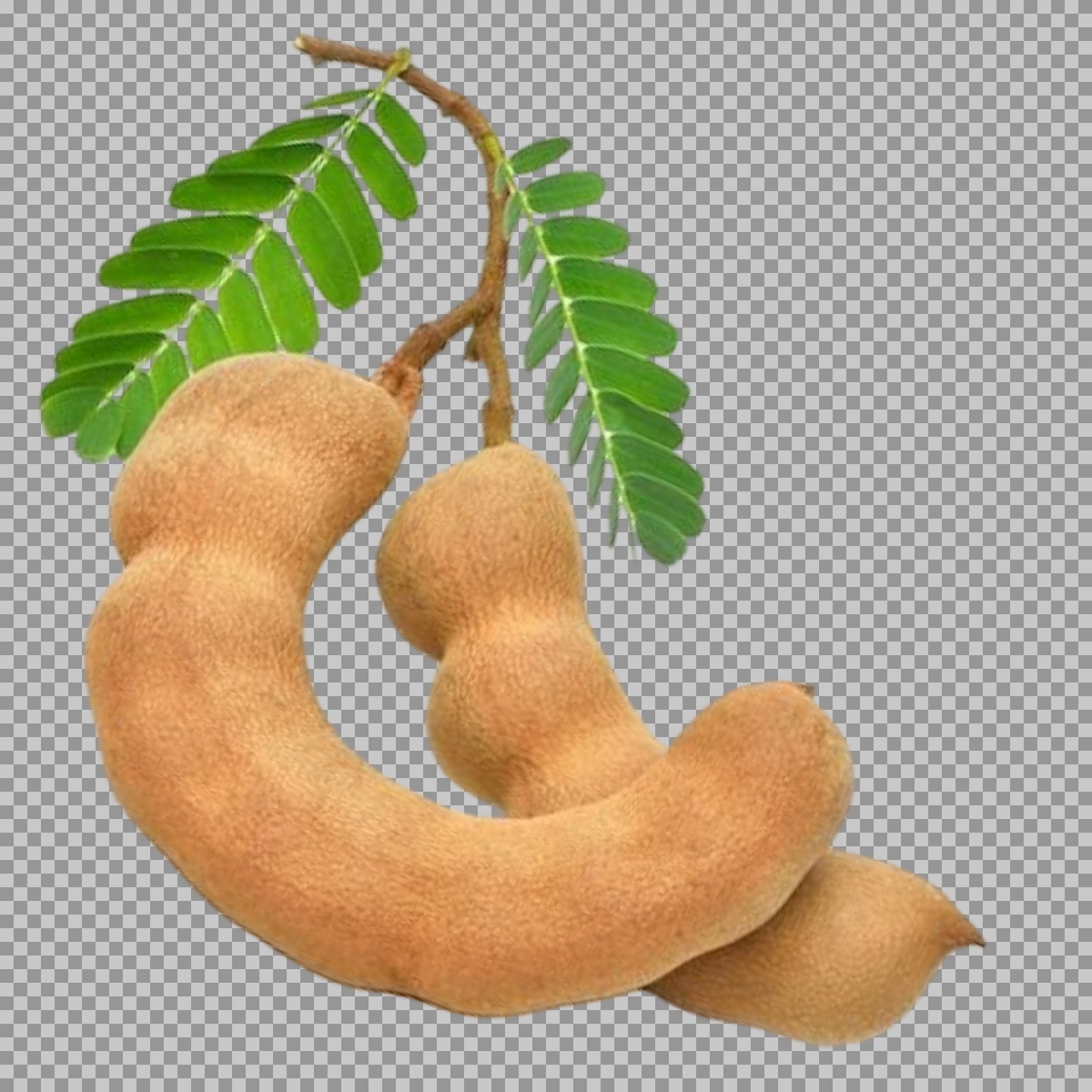Fresh Tamarind PNG | Pods on Branch with Leaves...