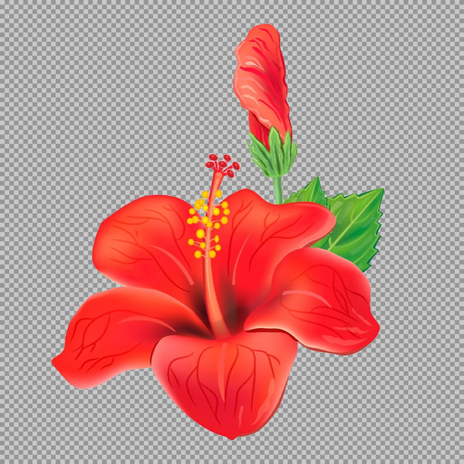 Free Red Hibiscus Flower PNG | Tropical & Botanical Illustration...